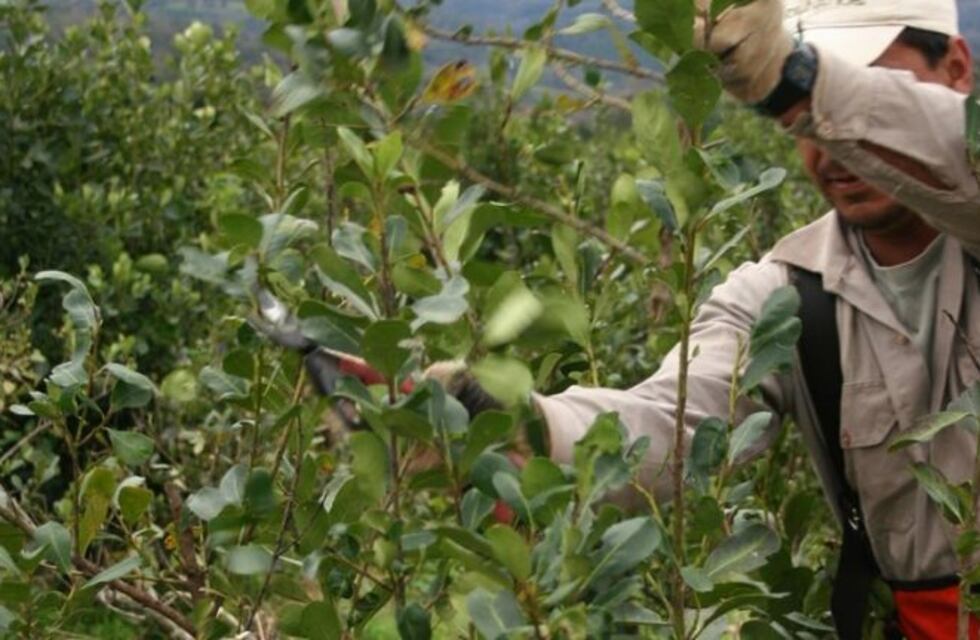 Proyectan la creación de una obra social para productores yerbateros