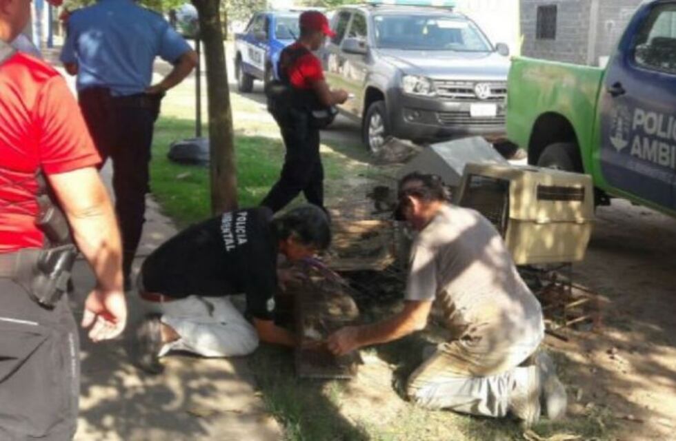 Brinkmann: Policía Ambiental secuestró aves autóctonas