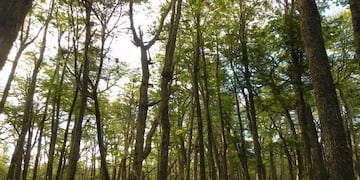 Bosques Nativos, Tolhuin