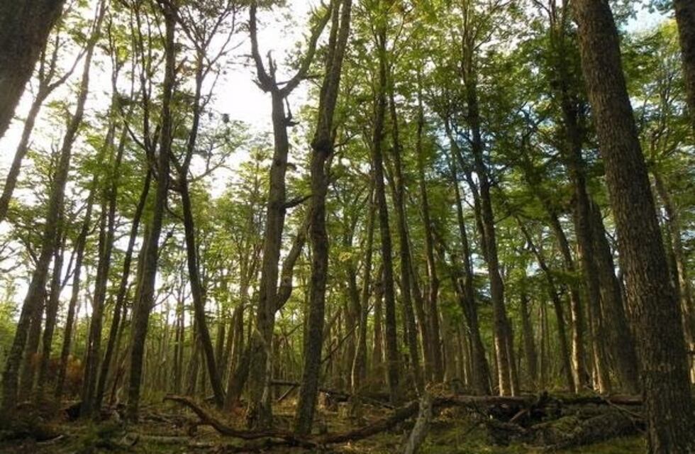 Tolhuin: se presentó el Ordenamiento Territorial de Bosques Nativos