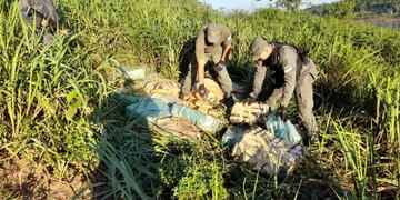 Dejan abandonada marihuana en Colonia Delicia.