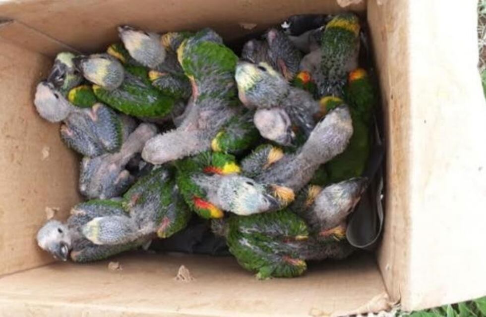 Rescataron 50 loros bebés que eran trasladados ilegalmente en una camioneta