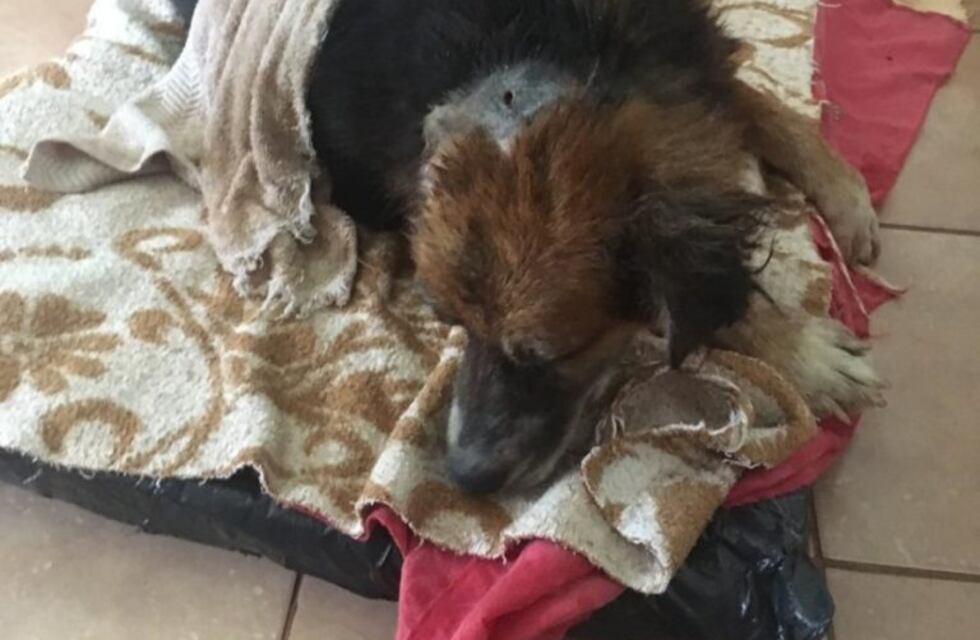 Sigue evolucionando favorablemente el perro que fue enterrado vivo en Eldorado