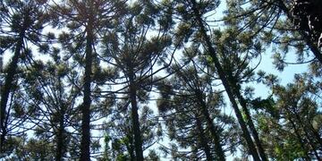 Araucarias en Misiones