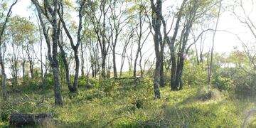 Reserva Campo San Juan en Misiones con su flora típica\u002E (MisionesOnline)