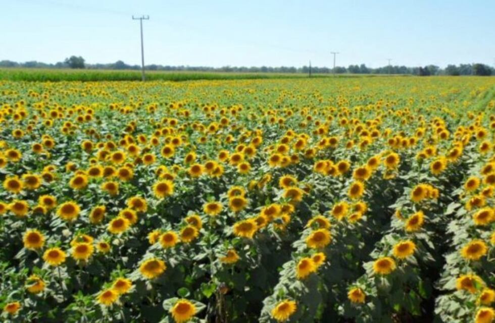 La siembra de girasol en Entre Ríos creció 2.650 hectáreas este año