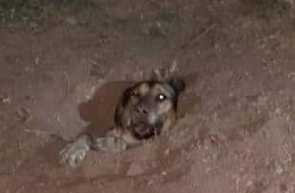 Final feliz: bomberos rescataron a un perro atrapado en un pozo