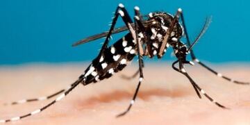 Mosquito transmisor del dengue\u002E (CIMECO)