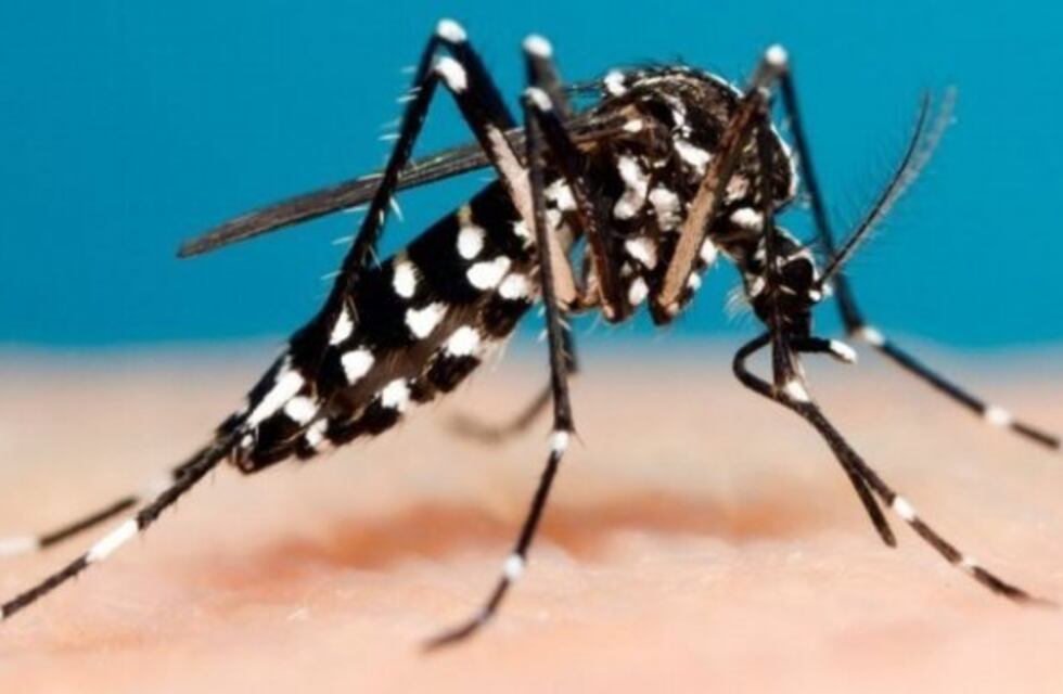 En Misiones se confirmaron siete casos de dengue con serotipo DEN 4