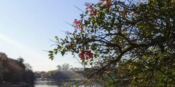 Río Gualeguaychú (ceibo)\nCrédito: Vía Gualeguaychú