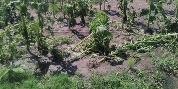 Los campos de girasol afectados por las lluvias abundantes de la última semana\u002E (Prensa Gobierno del Chaco)