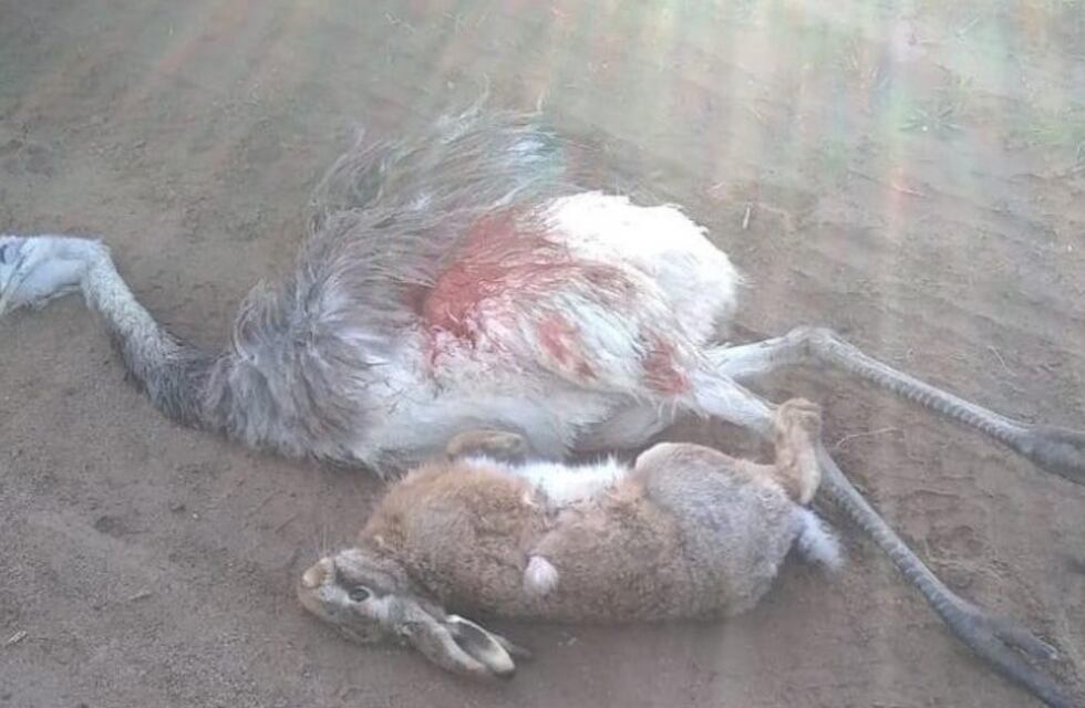 Aprehendieron cazadores furtivos en Pehuen Co