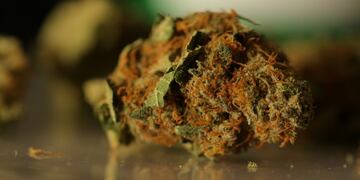 Los investigadores pretenden importar la materia prima desde Uruguay, (Bloomberg)