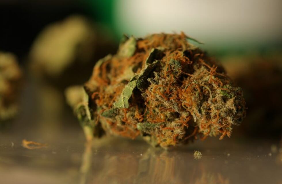La producción de cannabis medicinal en Santa Fe está trabada por un permiso de Nación