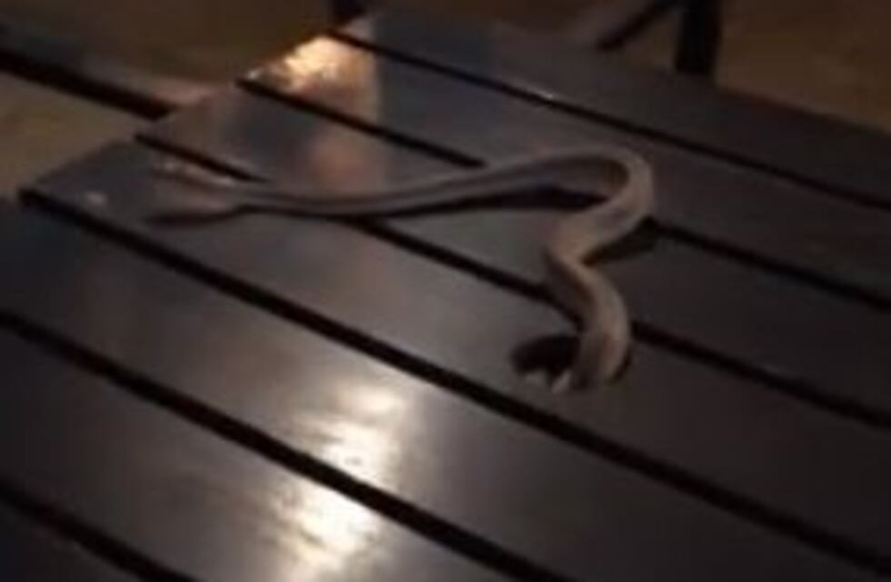 Tomaban un café y una víbora les cayó arriba de la mesa