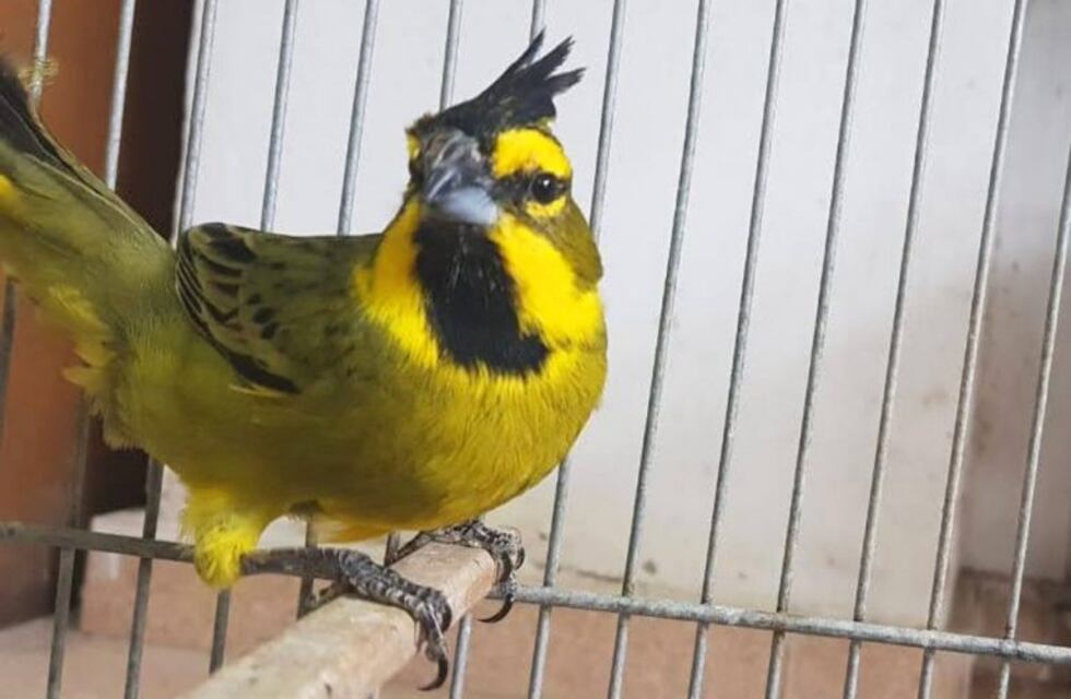 Rescataron 60 aves silvestres de dos localidades del interior de Córdoba
