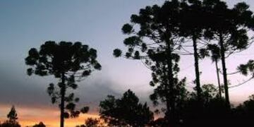 Araucarias\u002E