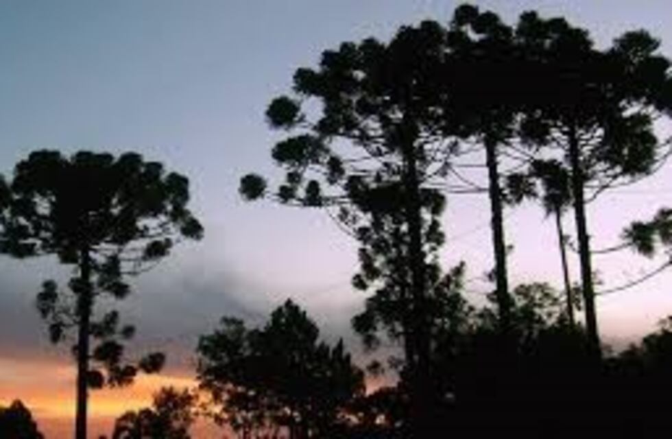 La UNaM y su colega de La Plata juntas en plan de restaurar la selva misionera