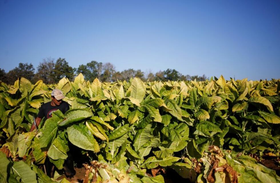 Los tabacaleros cobrarán el 4 de mayo