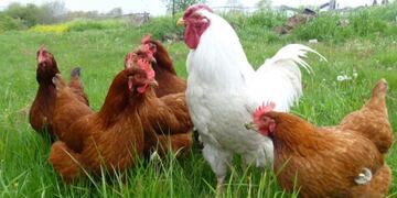 Uun futbolista mató de una patada a una gallina en pleno partido (Foto: imagen ilustrativa/web)