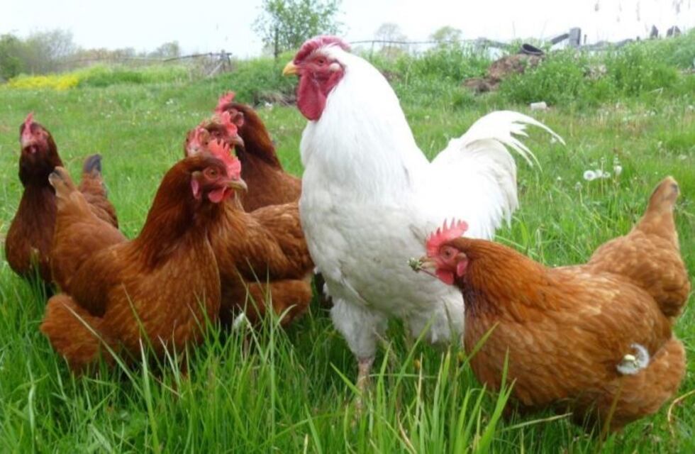 Repudio hacia un futbolista que mató de una patada a una gallina en pleno partido