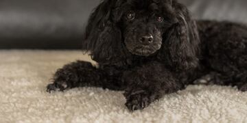 Dejó encerrado a su caniche negro en el auto y la detuvieron