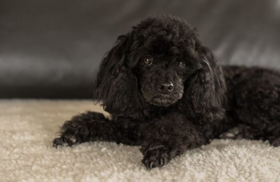 Dejó encerrado a su caniche en el auto y la detuvieron