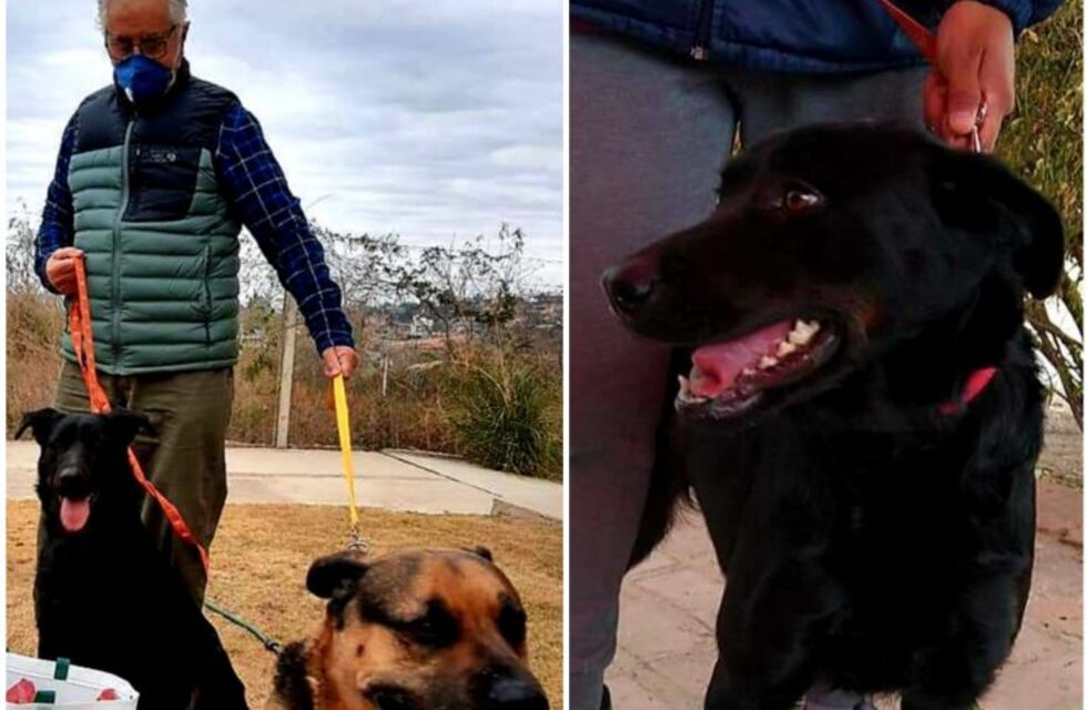 "Paca", la perrita que cautivó a un carlospacense indeciso