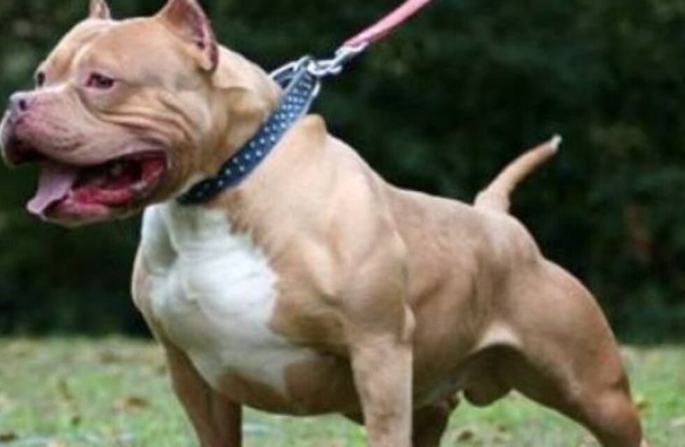 Mendoza: un pitbull atacó en la cara a un nene de tres años