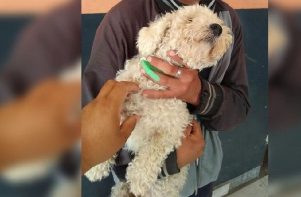Insólito: robó un caniche para regalárselo a su novia por San Valentín y lo detuvieron