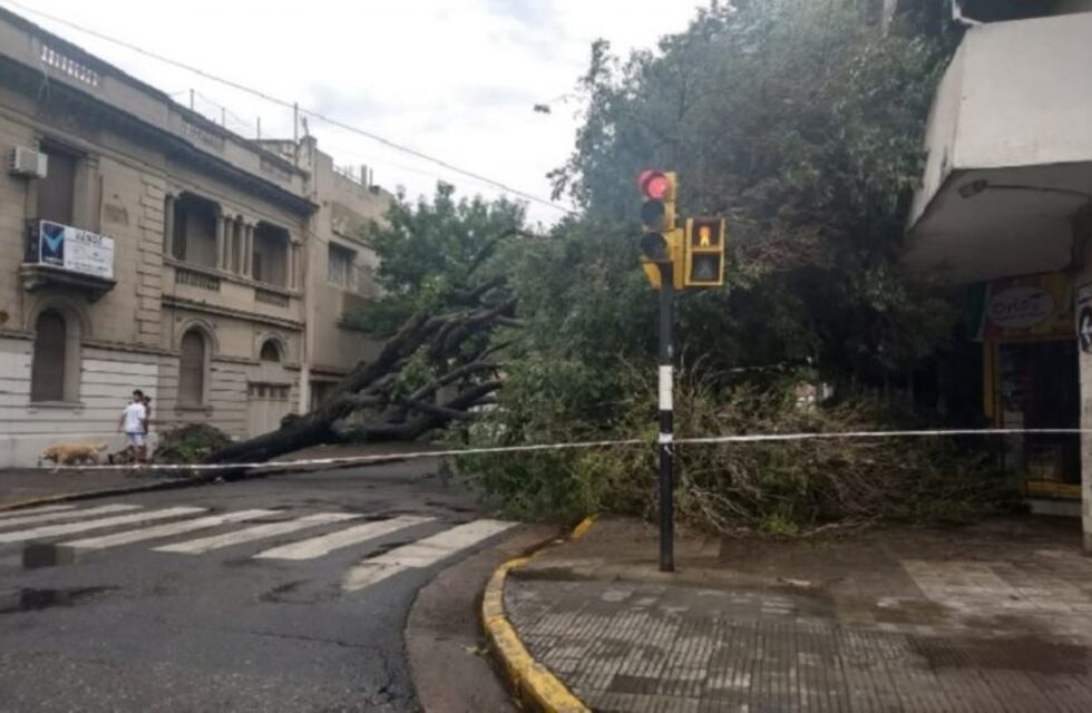 Una veintena de árboles caídos se denunciaron en la ciudad por los fuertes vientos