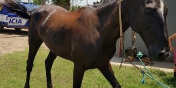 El caballo secuestrado\u002E