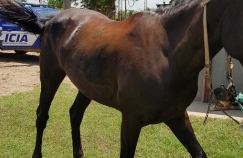 Recuperan un caballo robado en Brinkmann