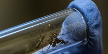 Prevención Aedes aegypti\nCrédito: WEB