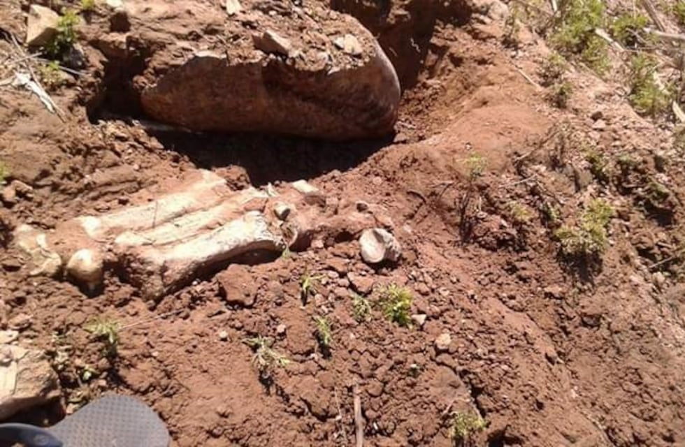 Llamativo fósil hallado en Arroyo Seco: solo hay un esqueleto en el país