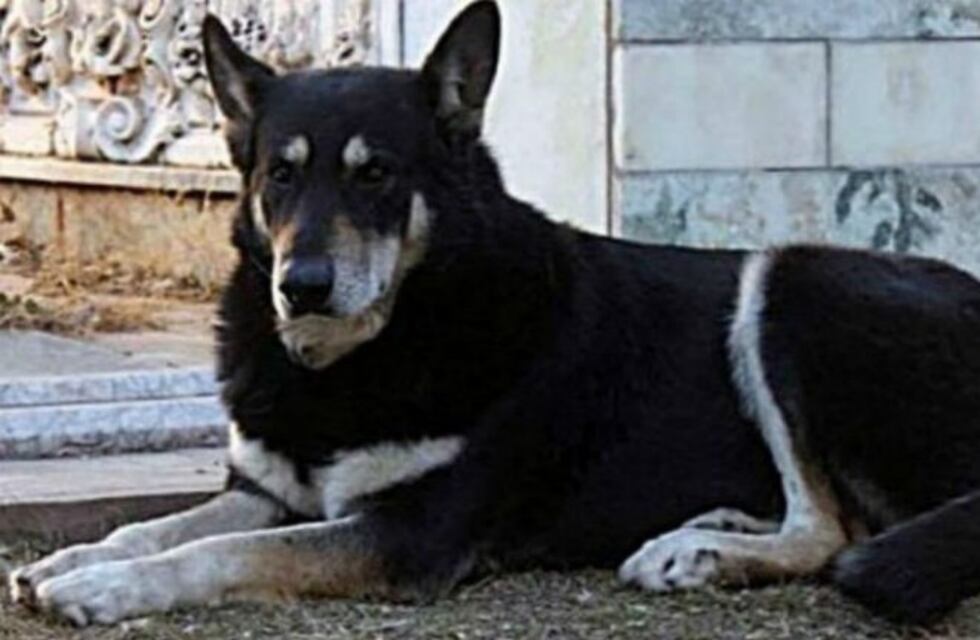 A tres meses de su muerte, Capitán sigue esperando por su monumento