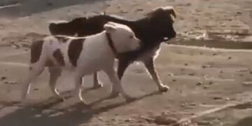 Un perrito desató a otro y dieron un paseo (Web)
