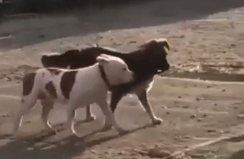 ¡Qué atrevido! Un perro callejero desató a otro y lo llevó a pasear