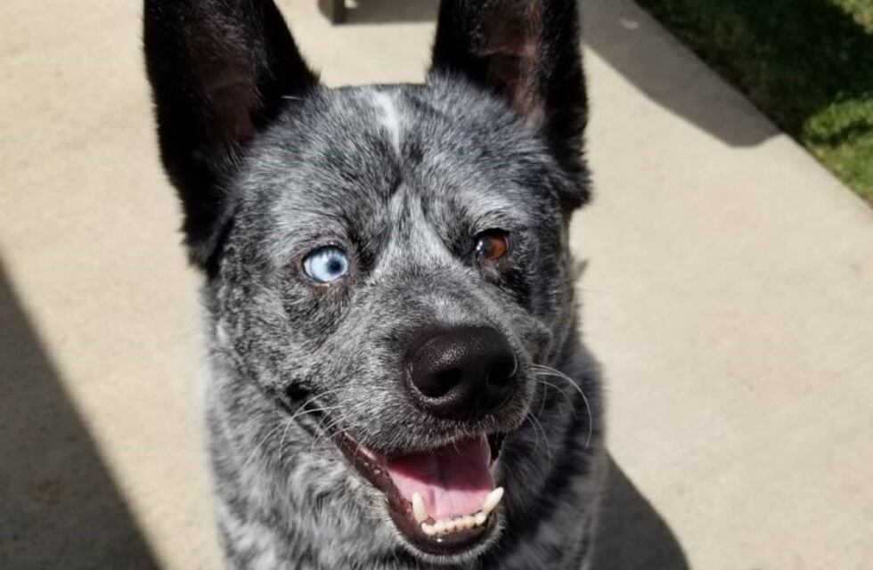 Moose, el perrito que nació sin una parte del cerebro y enamoró a todos