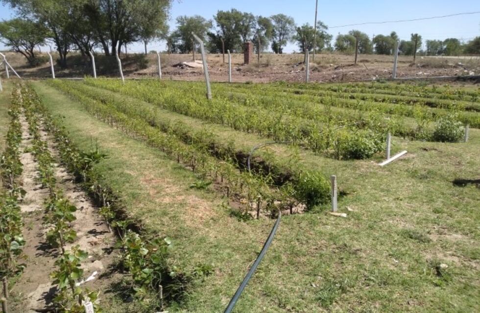 Ensayan especies de árboles para la adaptación en la cuenca del Morro