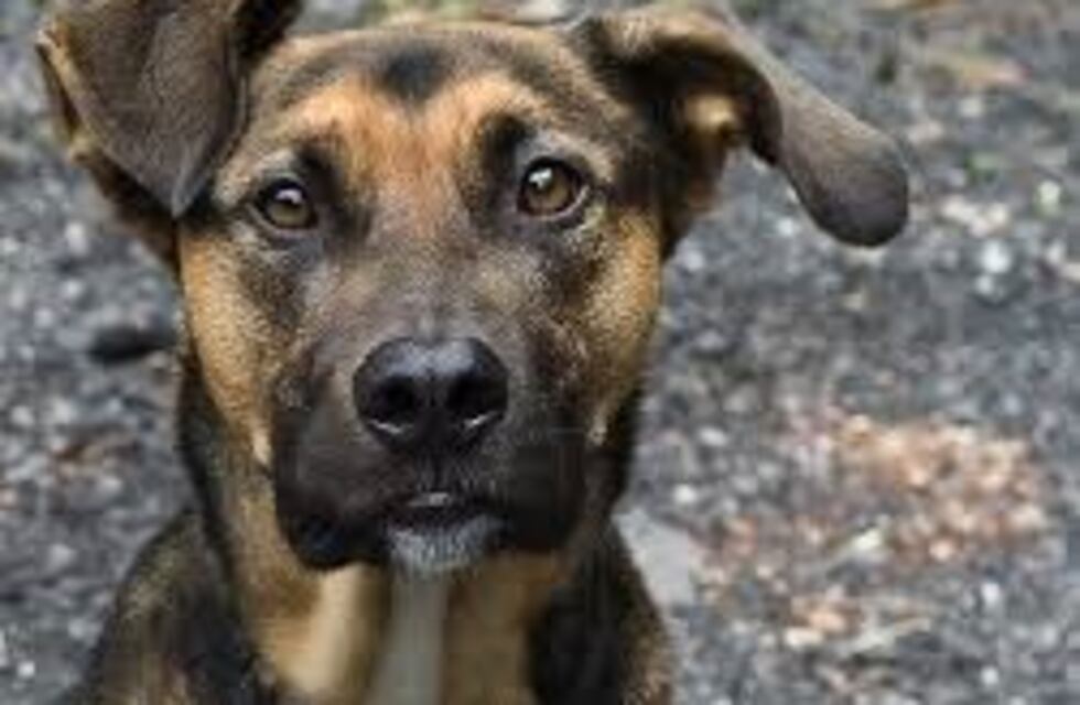 Gobierno implementará nuevos programas para controlar la población de perros asilvestrados