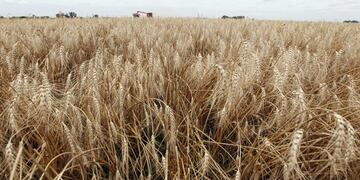 La provincia de Buenos Aires busca exportar cereal y otros productos a Nigeria\u002E (Foto de archivos, REUTERS)
