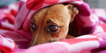 Cómo evitar situaciones estresantes en mascotas por el uso de pirotecnia\u002E