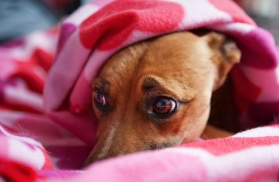 Fiestas de Fin de Año: cómo proteger a las mascotas del uso de pirotecnia