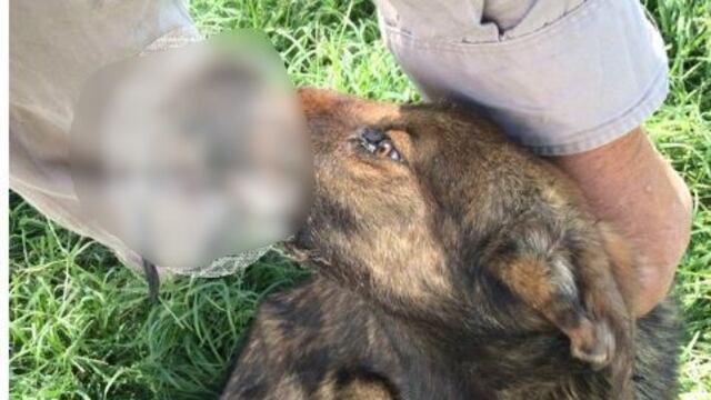 Indignante caso de maltrato animal contra una perrita en cercanías de Adelia María\u002E (Radio Río Cuarto)