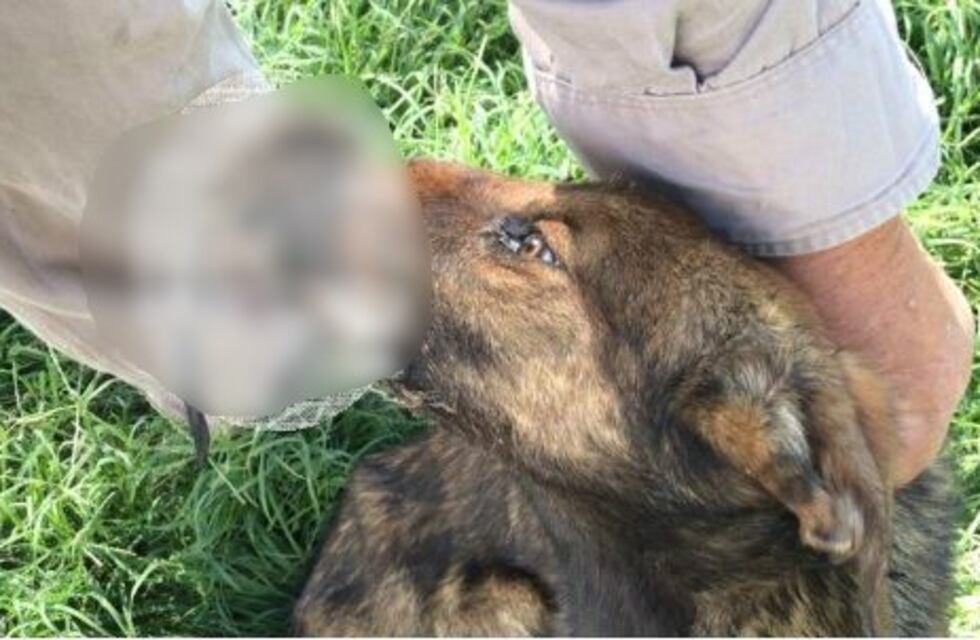 Indignante caso de maltrato animal contra una perrita en Adelia María