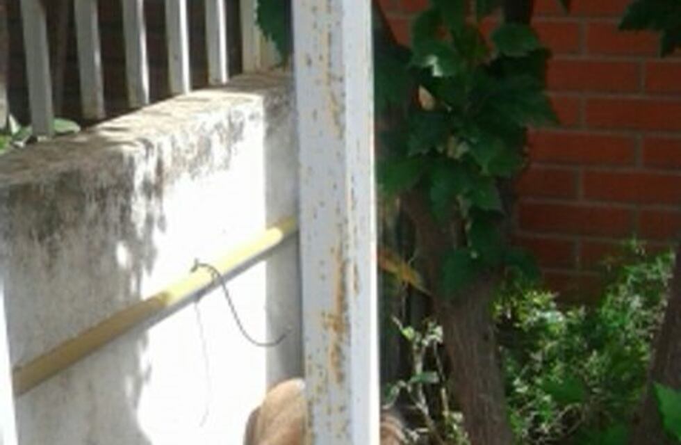 Pavada de susto: les apareció un puma en el patio de su casa en Córdoba