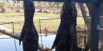 Hallaron a yacarés asesinados a balazos en Villa Guillermina\u002E (Facebook)