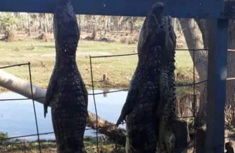 Denuncian matanza indiscriminada de yacarés en Villa Guillermina