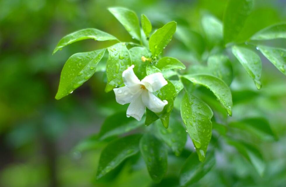 ¿Qué necesita tu jardín en esta época? Tips según cada región del país